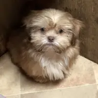 Teddy Bear, a male Shih Tzu for sale in Harrogate, TN – Photo 1 of 10