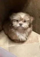 Teddy Bear, a male Shih Tzu for sale in Harrogate, TN – Photo 1 of 10
