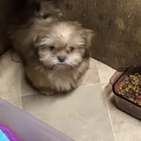 Teddy Bear, a male Shih Tzu for sale in Harrogate, TN – Photo 3 of 10