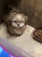 Teddy Bear, a male Shih Tzu for sale in Harrogate, TN – Photo 3 of 10