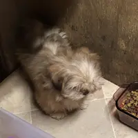 Teddy Bear, a male Shih Tzu for sale in Harrogate, TN – Photo 10 of 10