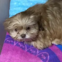 Teddy Bear, a male Shih Tzu for sale in Harrogate, TN – Photo 6 of 10