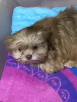 Teddy Bear, a male Shih Tzu for sale in Harrogate, TN – Photo 6 of 10