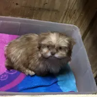 Teddy Bear, a male Shih Tzu for sale in Harrogate, TN – Photo 7 of 10