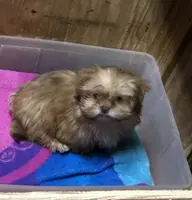 Teddy Bear, a male Shih Tzu for sale in Harrogate, TN – Photo 7 of 10