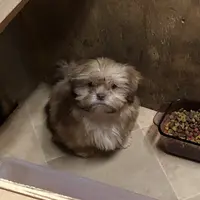 Teddy Bear, a male Shih Tzu for sale in Harrogate, TN – Photo 5 of 10