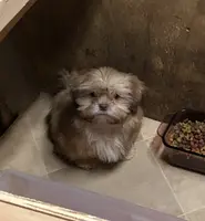 Teddy Bear, a male Shih Tzu for sale in Harrogate, TN – Photo 5 of 10