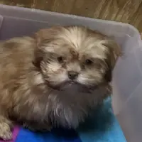 Teddy Bear, a male Shih Tzu for sale in Harrogate, TN – Photo 4 of 10