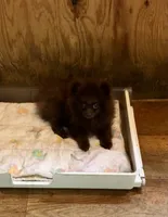 Razzie, a male Pomeranian for sale in Harrogate, TN – 2 of 9