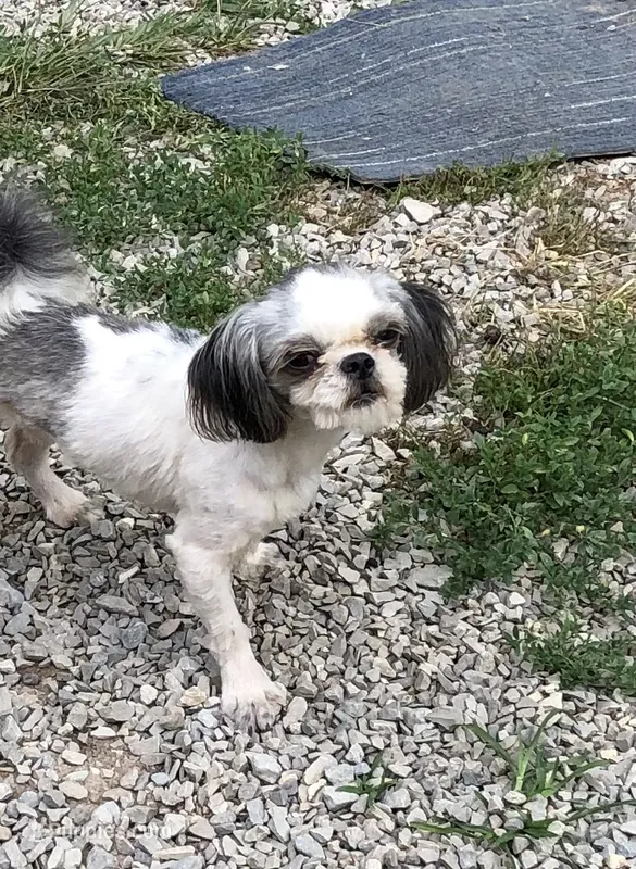 Winfield – Shih Tzu puppy for sale in Harrogate, TN