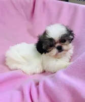 Dolly, a female Shih Tzu for sale in Harrogate, TN – 1 of 10