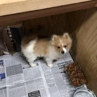 Brawler, a male Pomeranian for sale in Harrogate, TN – Photo 9 of 10