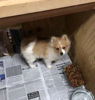 Brawler, a male Pomeranian for sale in Harrogate, TN – Photo 9 of 10