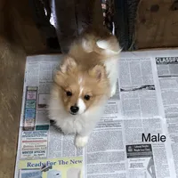 Brawler, a male Pomeranian for sale in Harrogate, TN – Photo 8 of 10