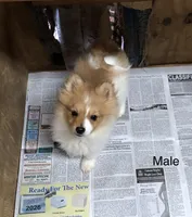 Brawler, a male Pomeranian for sale in Harrogate, TN – Photo 8 of 10