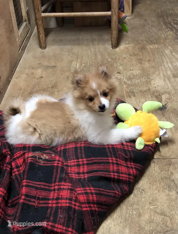 Brawler, a male Pomeranian for sale in Harrogate, TN – Photo 1 of 10