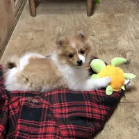 Brawler, a male Pomeranian for sale in Harrogate, TN – Photo 1 of 10