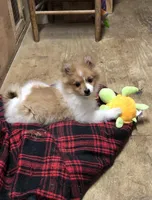 Brawler, a male Pomeranian for sale in Harrogate, TN – Photo 1 of 10
