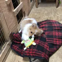 Brawler, a male Pomeranian for sale in Harrogate, TN – Photo 6 of 10