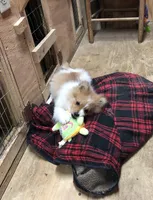 Brawler, a male Pomeranian for sale in Harrogate, TN – Photo 6 of 10