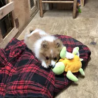 Brawler, a male Pomeranian for sale in Harrogate, TN – Photo 5 of 10