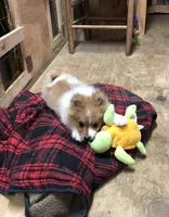 Brawler, a male Pomeranian for sale in Harrogate, TN – Photo 5 of 10