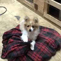 Brawler, a male Pomeranian for sale in Harrogate, TN – Photo 3 of 10