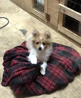 Brawler, a male Pomeranian for sale in Harrogate, TN – Photo 3 of 10