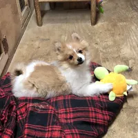 Brawler, a male Pomeranian for sale in Harrogate, TN – Photo 2 of 10