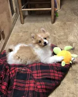 Brawler, a male Pomeranian for sale in Harrogate, TN – Photo 2 of 10