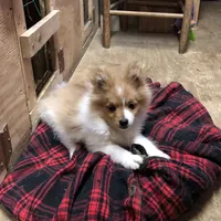 Brawler, a male Pomeranian for sale in Harrogate, TN – Photo 7 of 10