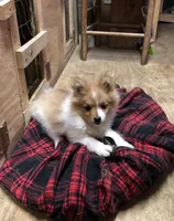 Brawler, a male Pomeranian for sale in Harrogate, TN – Photo 7 of 10