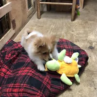 Brawler, a male Pomeranian for sale in Harrogate, TN – Photo 4 of 10