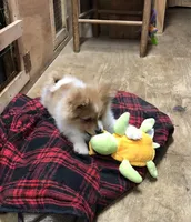 Brawler, a male Pomeranian for sale in Harrogate, TN – Photo 4 of 10