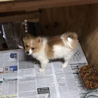 Brawler, a male Pomeranian for sale in Harrogate, TN – Photo 10 of 10