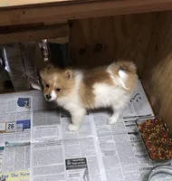 Brawler, a male Pomeranian for sale in Harrogate, TN – Photo 10 of 10