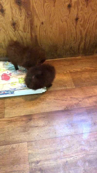 Doodle, a male Pomeranian for sale in Harrogate, TN – 8 of 10
