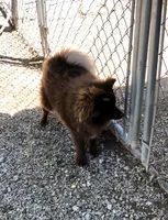 Kuma, a male Pomeranian for sale in Harrogate, TN – 7 of 10