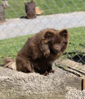 Kuma, a male Pomeranian for sale in Harrogate, TN – 4 of 10