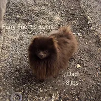 Kuma, a male Pomeranian for sale in Harrogate, TN – Photo 10 of 10