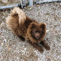 Kuma, a male Pomeranian for sale in Harrogate, TN – Photo 7 of 10