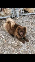 Kuma, a male Pomeranian for sale in Harrogate, TN – Photo 7 of 10