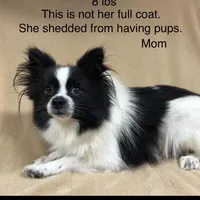 Kuma, a male Pomeranian for sale in Harrogate, TN – Photo 9 of 10