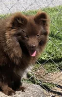 Kuma, a male Pomeranian for sale in Harrogate, TN – 5 of 10
