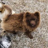 Kuma, a male Pomeranian for sale in Harrogate, TN – Photo 8 of 10