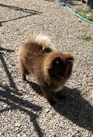 Kuma, a male Pomeranian for sale in Harrogate, TN – 8 of 10