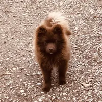 Kuma, a male Pomeranian for sale in Harrogate, TN – Photo 3 of 10