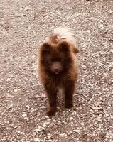 Kuma, a male Pomeranian for sale in Harrogate, TN – Photo 3 of 10