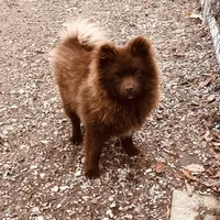 Kuma, a male Pomeranian for sale in Harrogate, TN – Photo 4 of 10