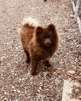 Kuma, a male Pomeranian for sale in Harrogate, TN – Photo 4 of 10